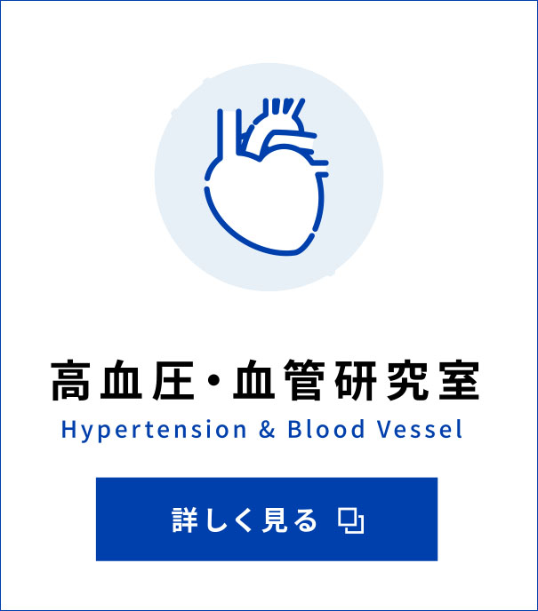 高血圧・血管研究室 Hypertension & Blood Vessel